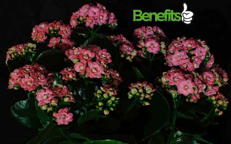 The benefits of kalanchoe plant