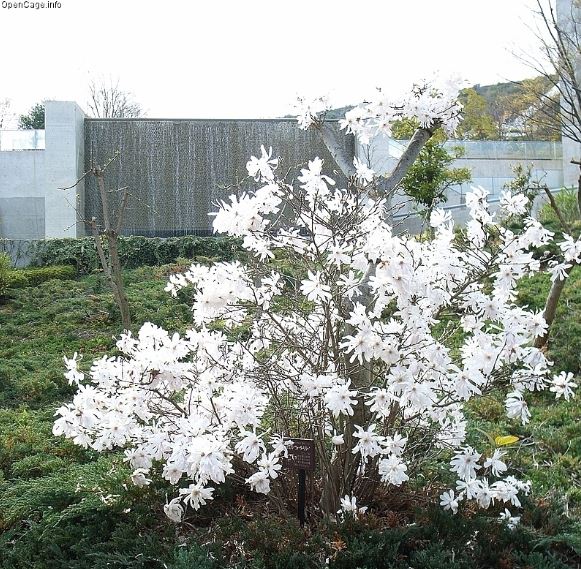 Star magnolia Magnolia stellata