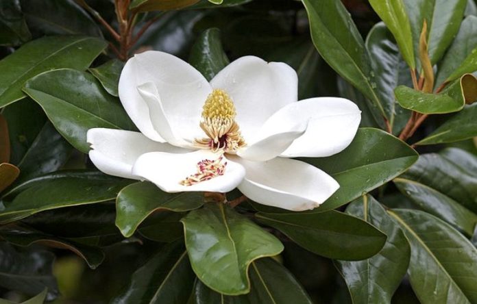 Magnolia Trees identification