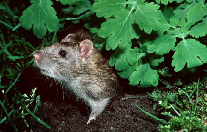 what keeps rats away from your garden