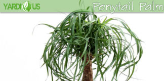 Elephant palm or Ponytail palm