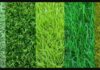 types of grass in texas