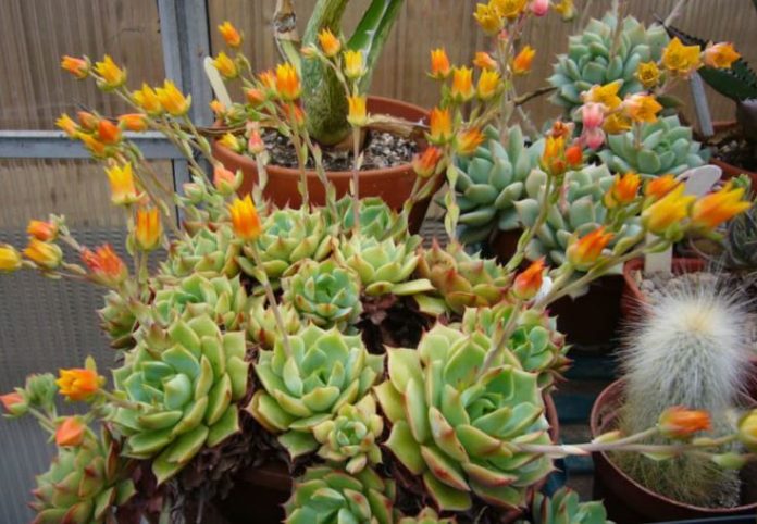 Echeveria Ramillette