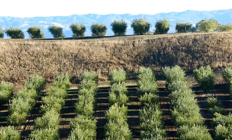 Greek olive tree planting